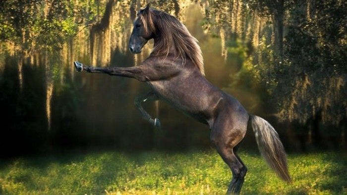 vakker hest tapet skinnende elegant-form-in-the-wild-natur