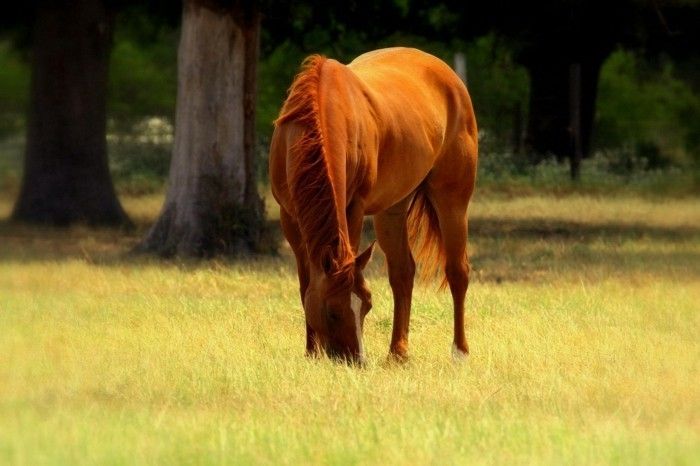 vakre-hest-bilder-inspiring-tier med-brun-manke