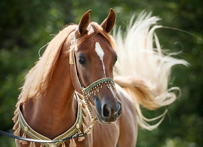 vakre hester med mange smykker og lange maner