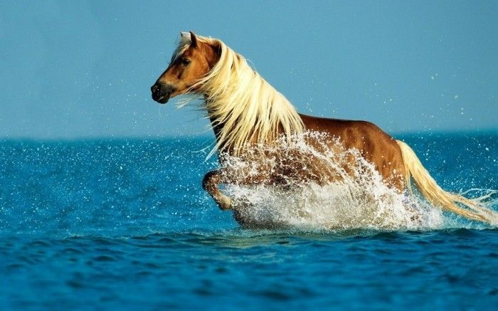 tapet frumos cal furios de lumină-cal-în-apă