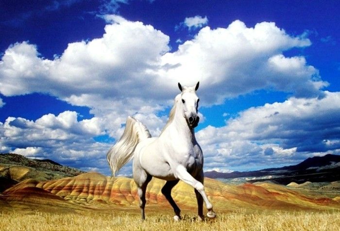 vakre-hest-bilder-hvitt-horse-under-the-free-himmelen
