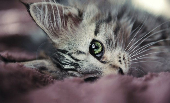 Tatlı Kedi güzel kedi görüntü Sweet Kitten ile-güzel-yeşil göz