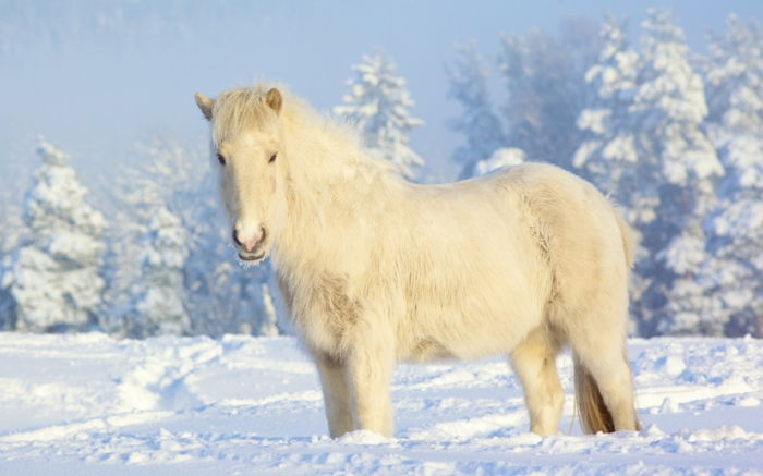 Gražus arklys-in-balta-sniegas