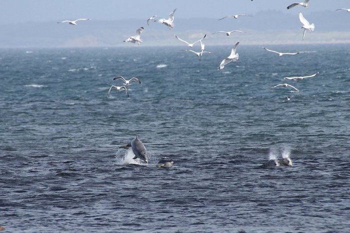 more s mnohými malými delfínmi v skoku a mnohými lietajúcimi bielymi vtákmi - skvelý nápad pre témy delfínov