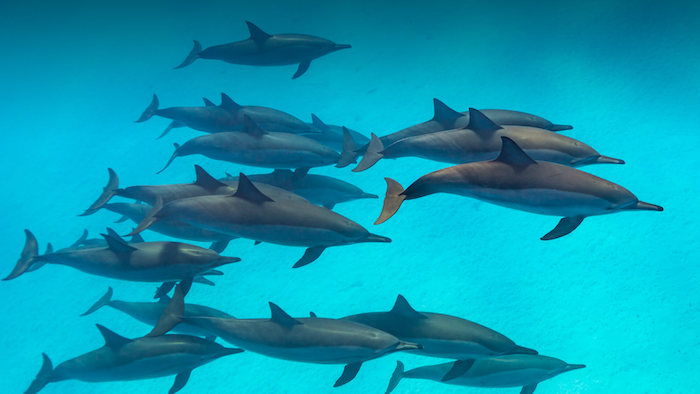 Plávajúce šedé delfíny v bazéne s čírou modrou vodou