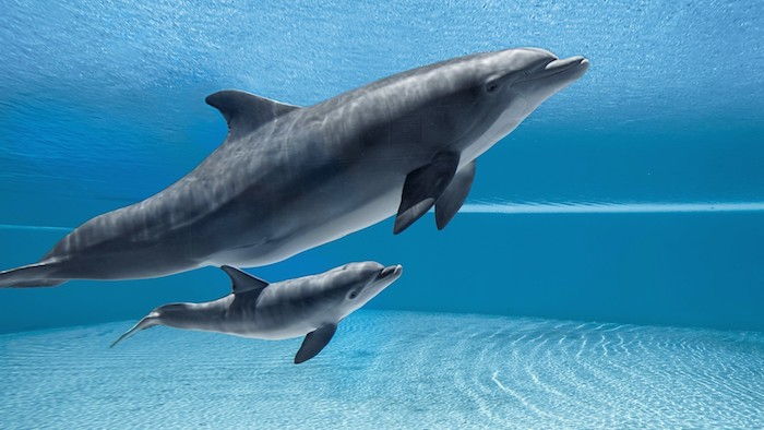 malý a veľký sivý delfín plávajú spolu v bazéne s modrou sivou vodou