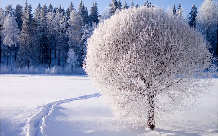 un albero bianco con la neve - una foresta con molti alberi - bellissimo winterbilld