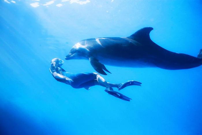 a tu je obrázok s mužom plávajúcim spolu s veľkým šedým delfínom v mori s modrou čírou vodou