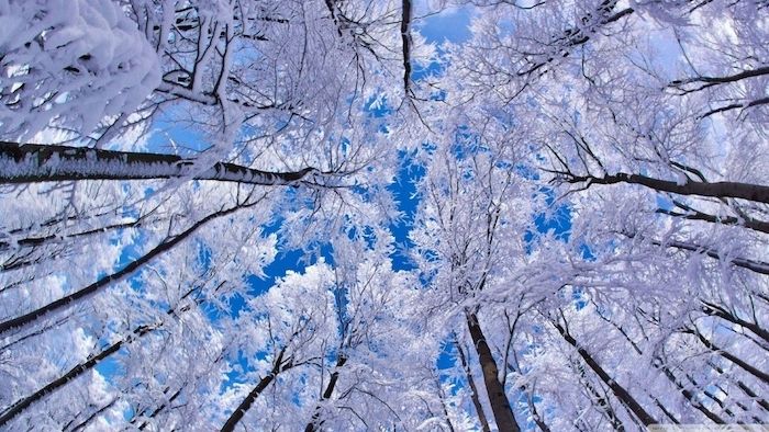 un cielo blu - una foresta con grandi alberi bianchi con neve