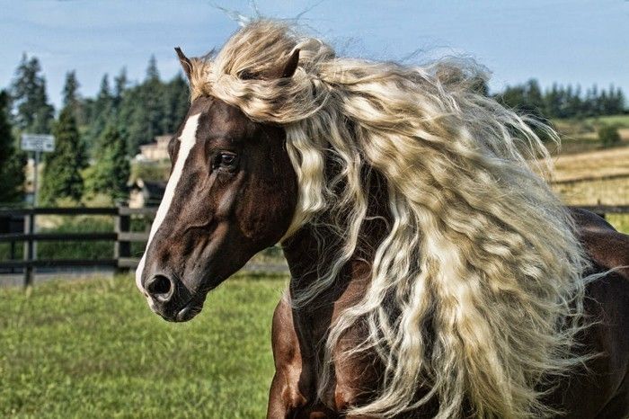 svart-vakre-hest-med-blond-mane-veldig-uvanlig