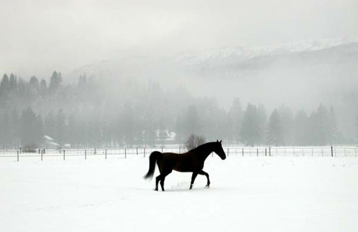 schwaze arklys-in-sniego-kontrastingos spalvos