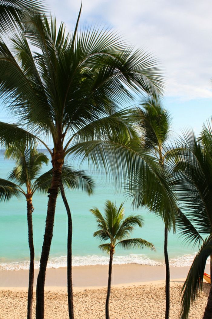 Søn-og-beach-stor-palmer