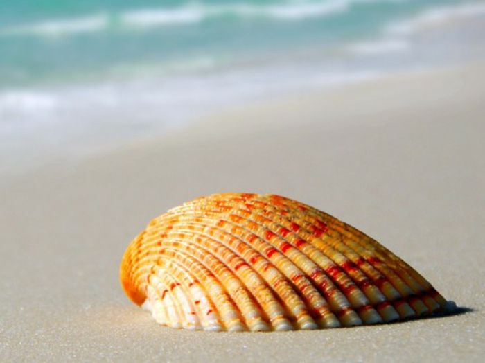 Søn-og-beach-shell-in-vakre-farger