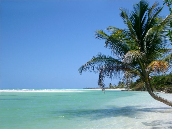 Søn-og-beach-veldig-interessant-grønne palm