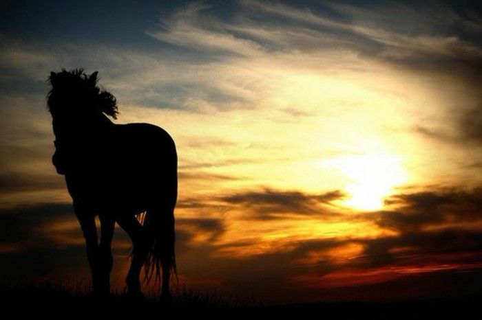 sunset-inspirasjon-the-mest-horse-the-verden