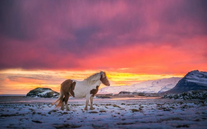 saulėlydis arklys-in-snow