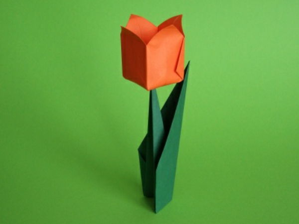 stojący tulipan - zielone tło