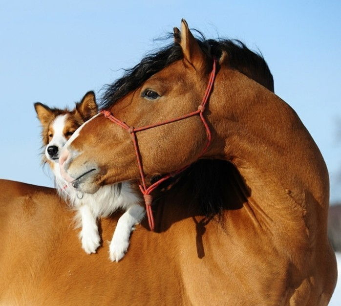 super-vakre-hest-bilder-hund-on-the-hest