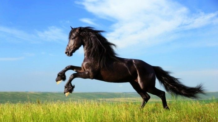 Svart-horse-on-the-anerkjente super vakre-hest-bilder