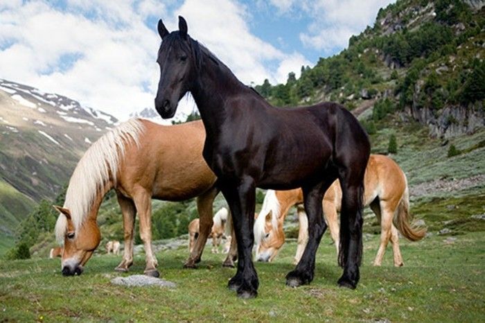 super-vakre-hester-i-annen-farge-lys og mørke