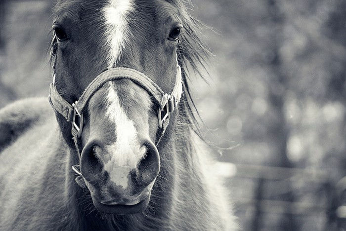 Horse-bilde tatt super-vakre-i-hvitt og svart på nært opp-