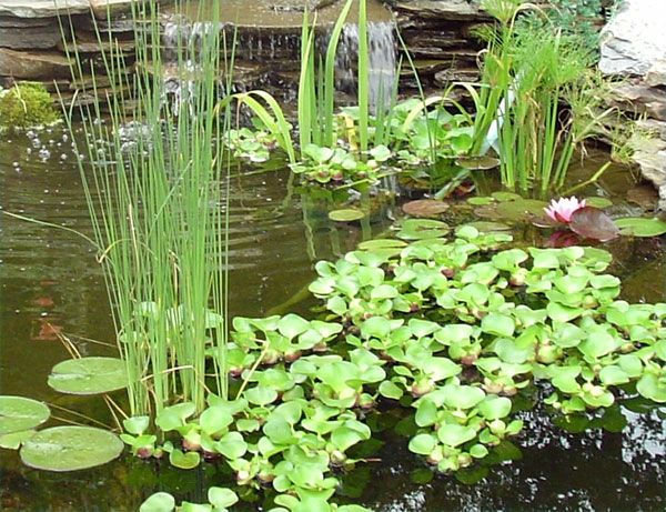 rybník-rastliny-cool-IDEA