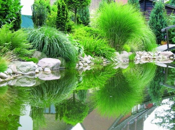 rybník-rastliny-green-photo