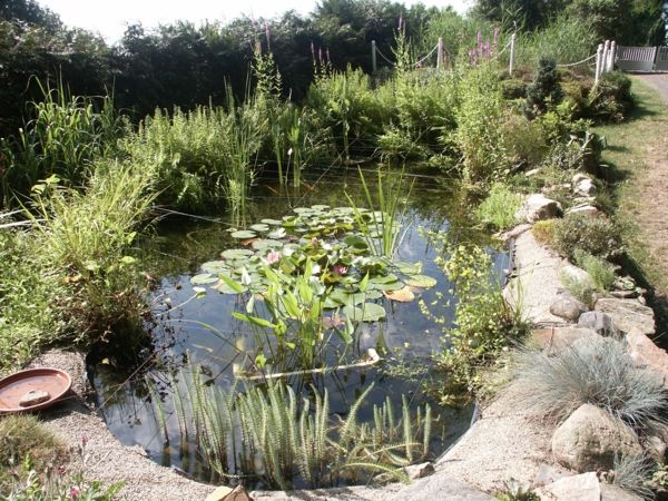 rybník-rastliny-zaujímavé fotografie