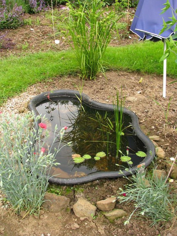 rybník-rastliny-small-and-moderný