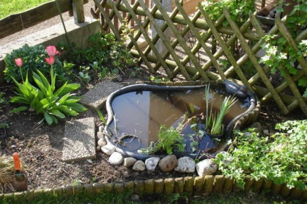 rybník-rastliny-Modern-nápady-for-záhrady