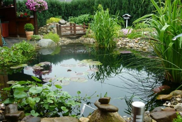 rybník-rastliny-moderný vzhľad