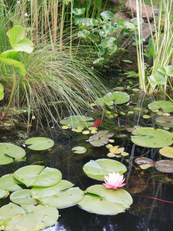 rybník-rastliny-friendly prírodný vzhľad