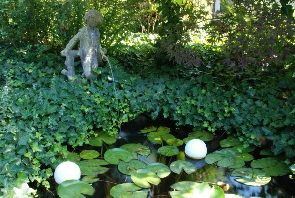 rybník-rastliny prima image