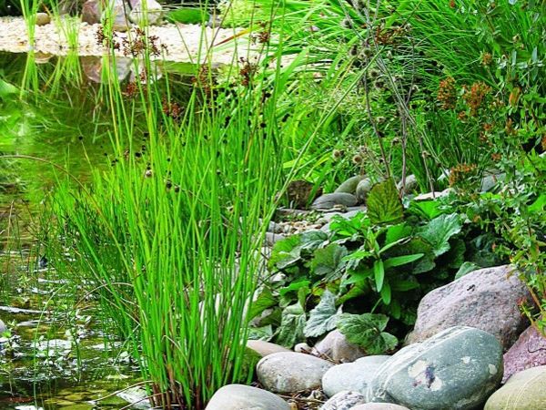 rybník-rastliny-prima navrhnutý