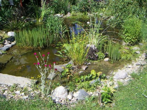 rybník-rastliny-prima-design