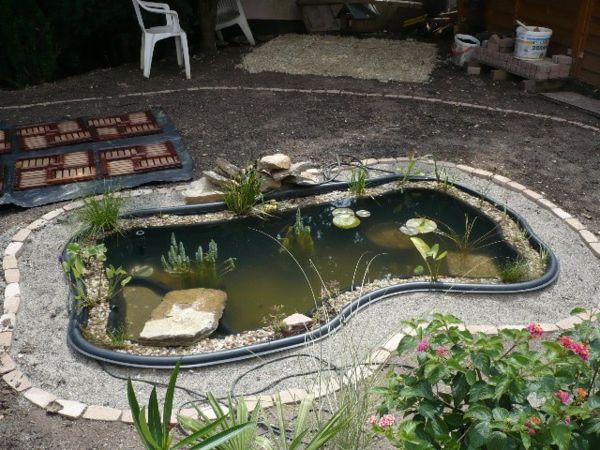 rybník-rastliny-super-image