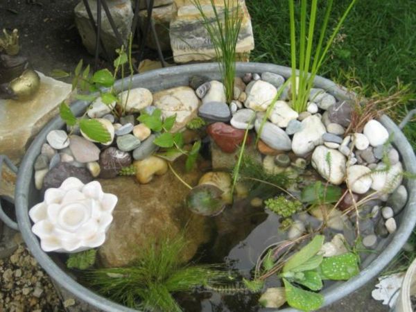 rybník-rastliny-super-cool-navrhol