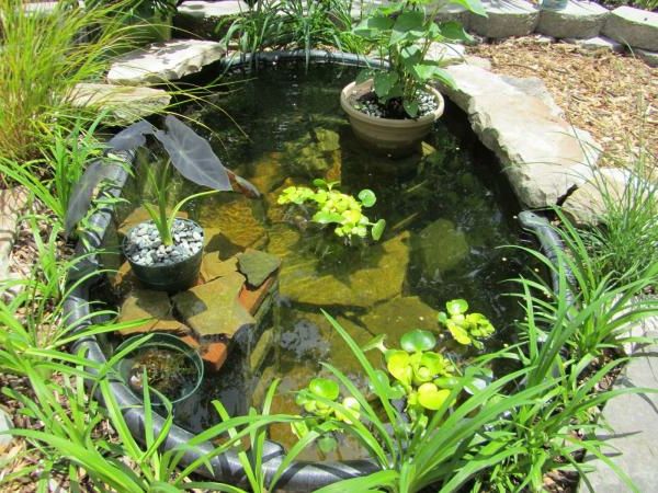 rybník-rastliny-super-design
