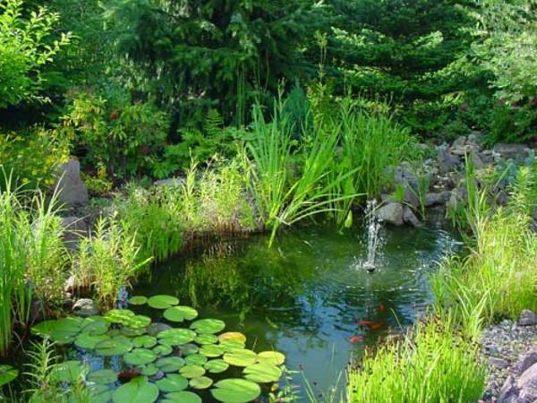 rybník-rastliny-super-pekné navrhnutý