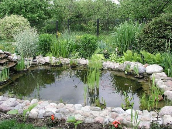 rybník-rastliny-super-nádherné-zariadenia