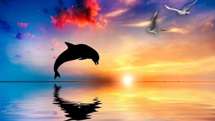 rozprávkový obraz s skákajúcimi čiernymi delfínmi, ružové mraky, západ slnka a dva bielymi lietajúcimi vtákmi