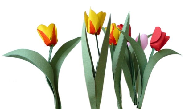 tulip-tinker-white-background - wyglądają świetnie