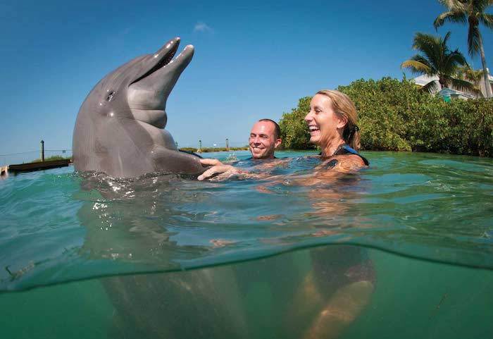 Mladá žena a mladý muž plávajú spolu s veľkým šedým delfínom v mori so zelenou, čistou a čistou vodou - plávanie na tému delfínov
