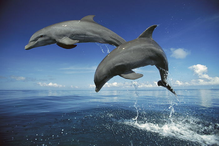 Tu sú dva sivé delfíny skákajúce more s modrým obrazom vody s delfínmi as modrou oblohou a bielymi oblaky