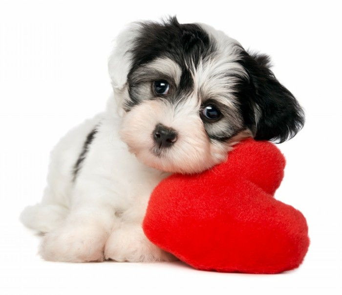 Unik Valentine tapeter vackra-small-dog