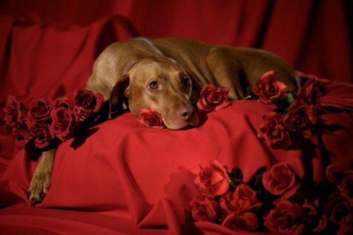 valentines Bakgrund En-dog-on-red-färg