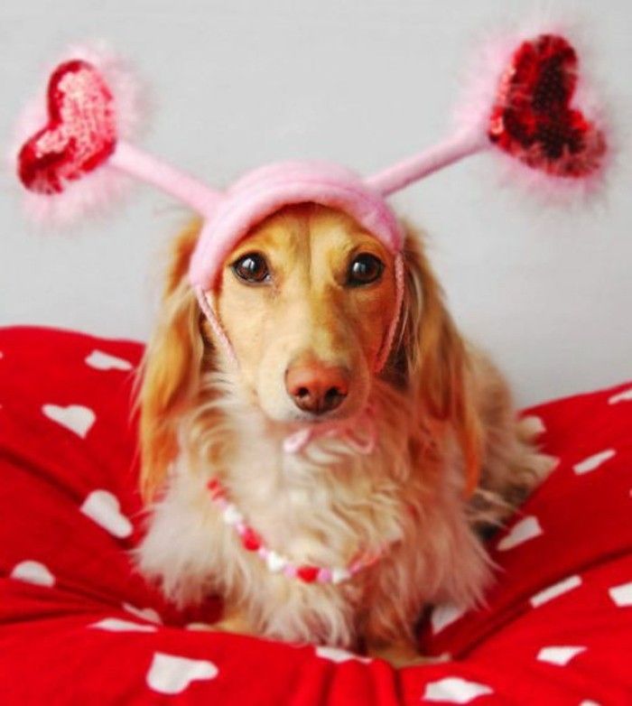 valentines tapeter stora vackra-dog-med-en-rolig-hat