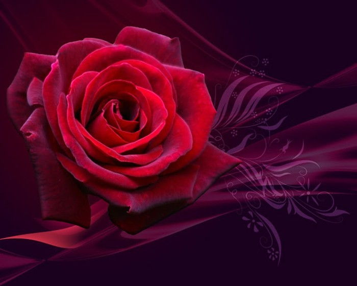 valentines tapeter intressant illustration av röda rose-mycket-romantisk