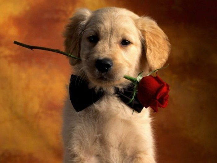 valentines tapeter sweet-dog-med-en-Rose-in-mouth