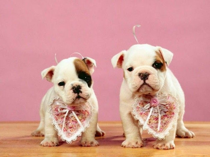 valentines tapet super-cute-dog-ljus Bakgrund